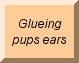 Glueing GSD puppies ears